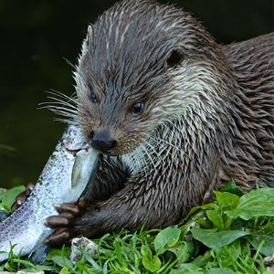 Otter Fencing 