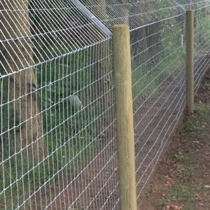 Otter Fencing 3