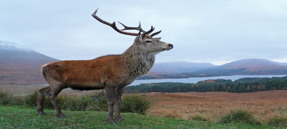 Deer Fencing - Tornado Wire Ltd