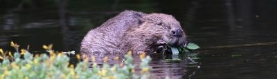 Willington Wetlands - Bringing Beavers Back