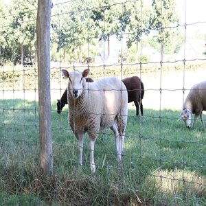 Sheep Fencing 3
