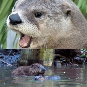 OTTER & BEAVER