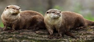 Otter Fencing 