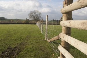 Cattle Fencing 