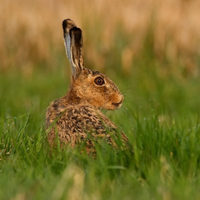 Rabbit Fencing - Tornado Wire Ltd