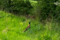 Torus Stiff Stay R6/85/22 High Tensile Pheasant Friendly 100m