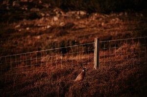 Pheasant image